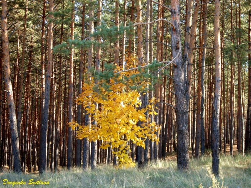 Потеряный в соснах...