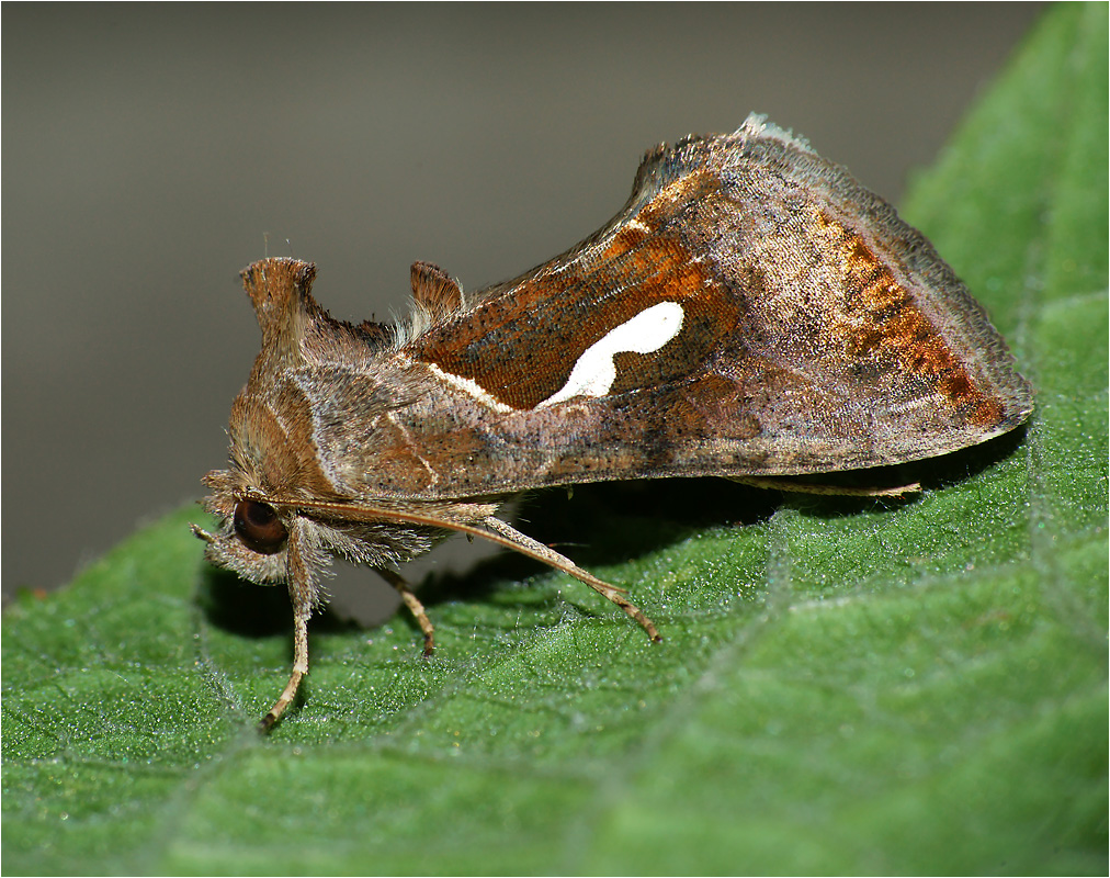 Macdunnoughia confusa - Металловидка капля