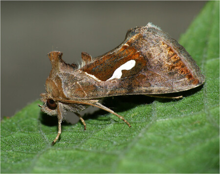 Macdunnoughia confusa - Металловидка капля