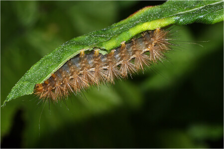 Spilosoma lutea - Медведица жёлтая.