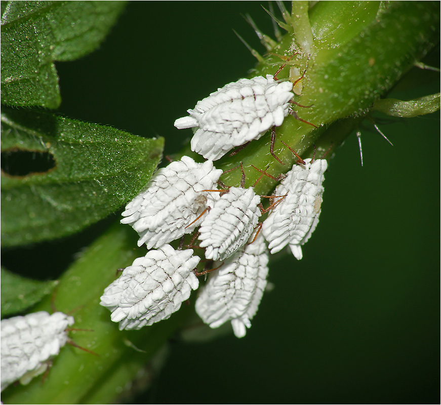 Orthezia urticae - Червец крапивный