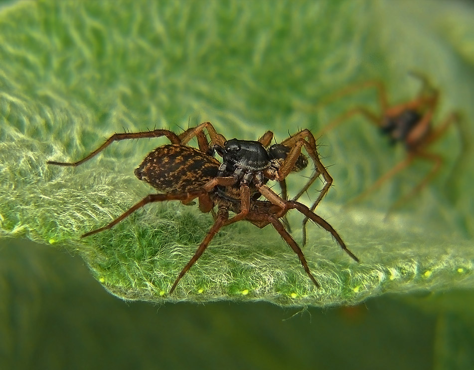 Пауки-волки Acantholycosa lignaria