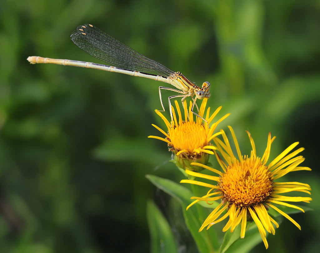 Platycnemis pennipes - Плосконожка обыкновенная