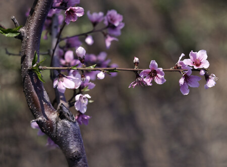 миндаль - середина весны