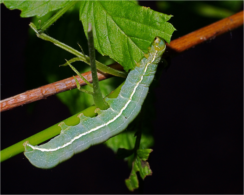 Orthosia incerta - Совка фиолетово-серая ранняя