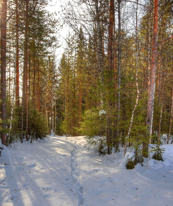 В лесу весной