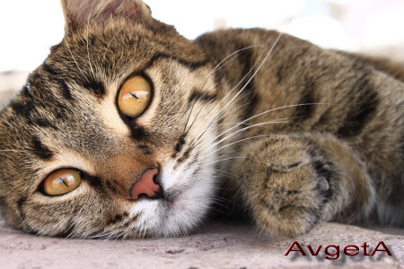 модель кошка