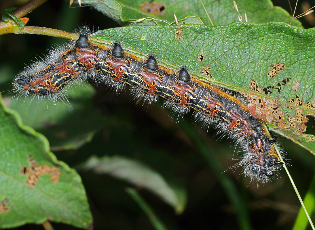 Phalera bucephala - Лунка серебристая