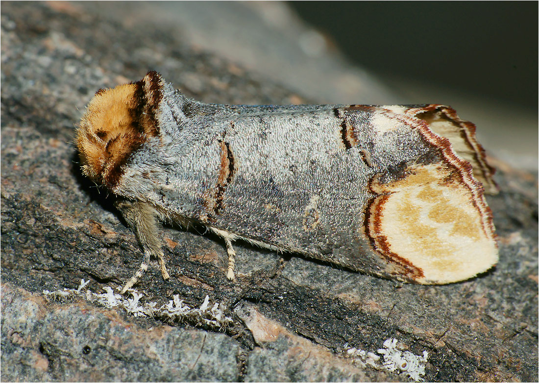 Phalera bucephala - Лунка серебристая