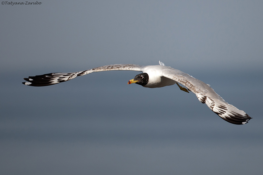 ХОХОТУН Черноголовый (Larus ichthhyaetus)