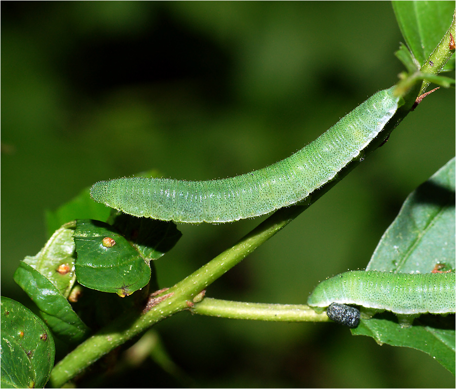 Gonepteryx rhamni - Лимонница