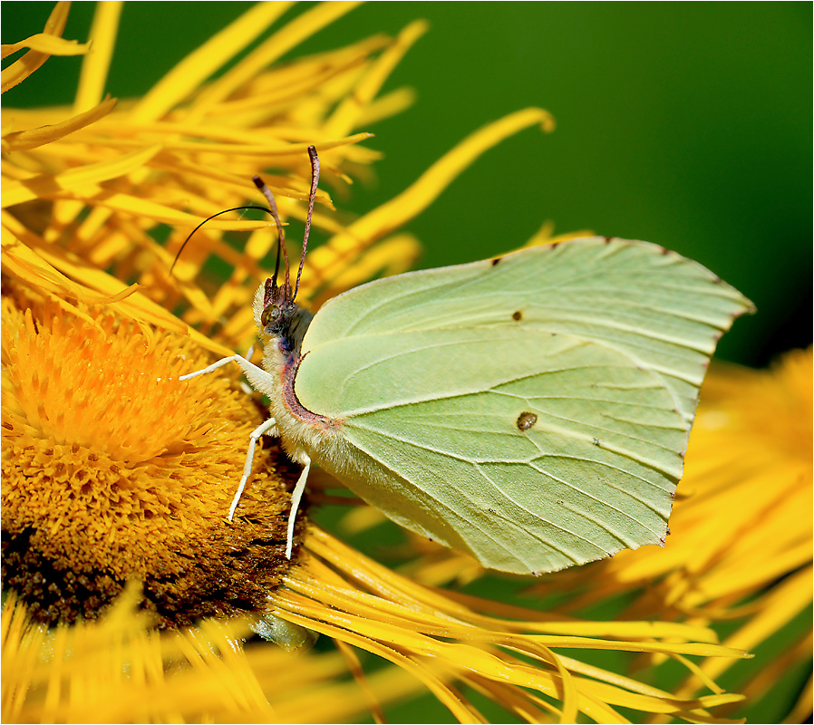 Gonepteryx rhamni - Лимонница