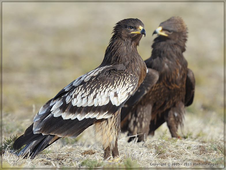 Greater Spotted Eagle: portraits