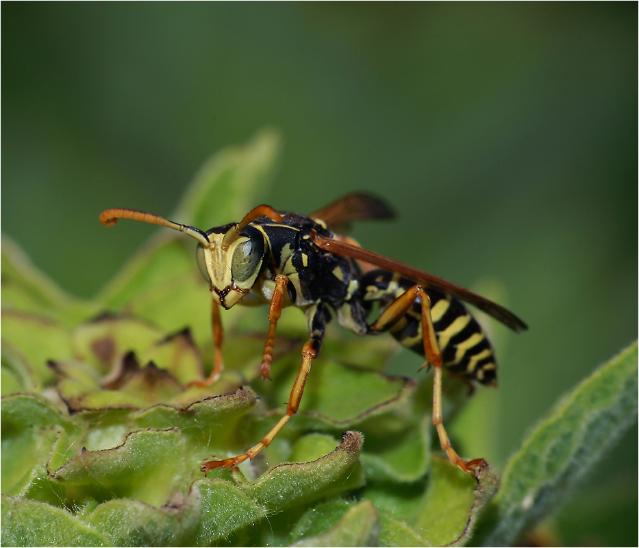 Polistes nimpha