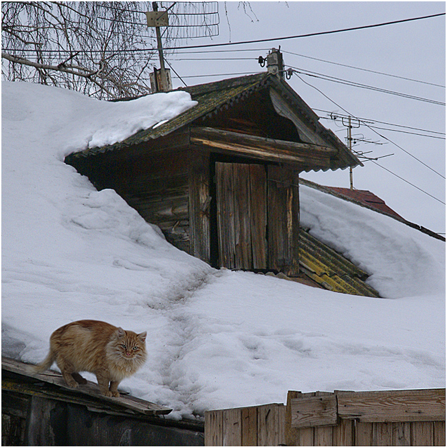 Кот Пахом его дом.