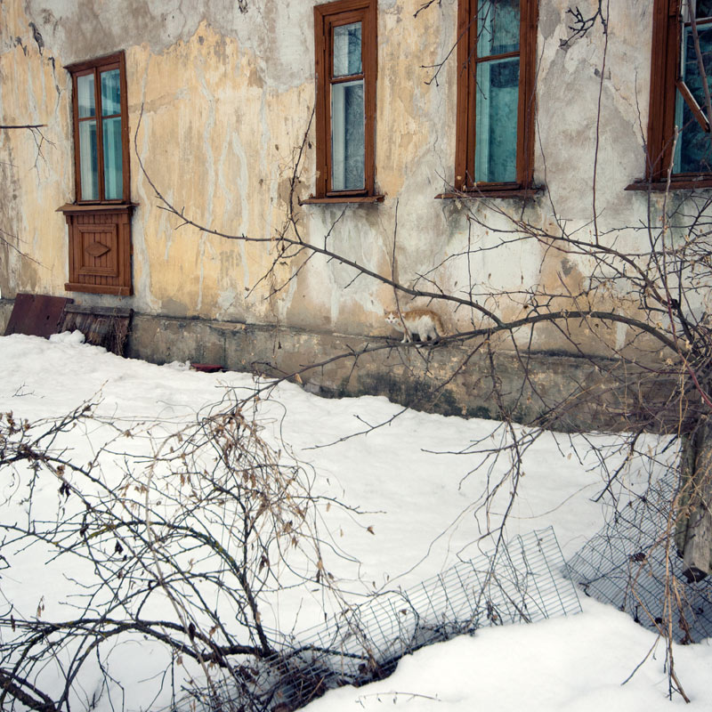 Кошка и кусты у желтого барака в Озерках в марте