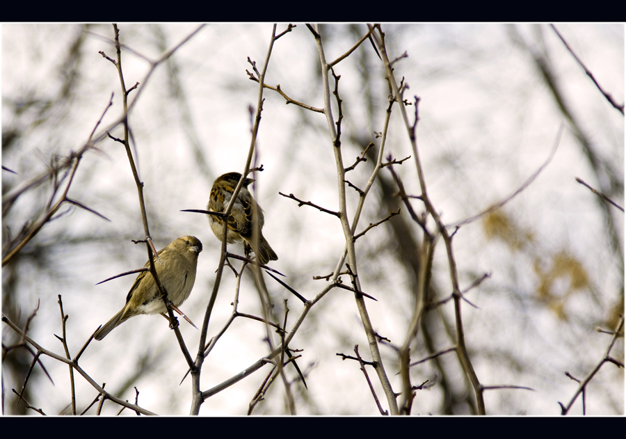 The sparrows