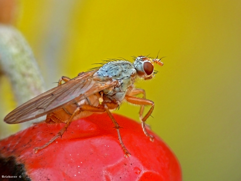 Навозница рыжая Scathophaga stercoraria