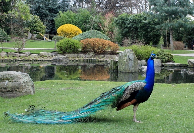 Peacock