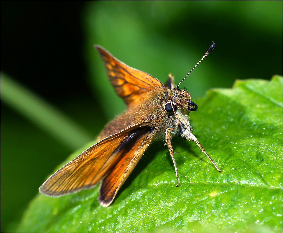 Ochlodes sylvanus- Толстоголовка лесная