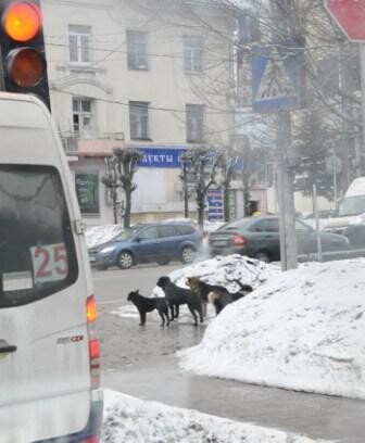 красный свет-дороги нет