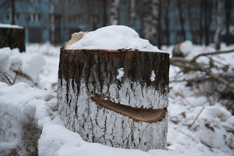 Веселый пенек :)