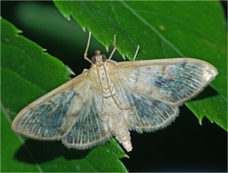 Pleuroptya ruralis - Огневка крапивная большая