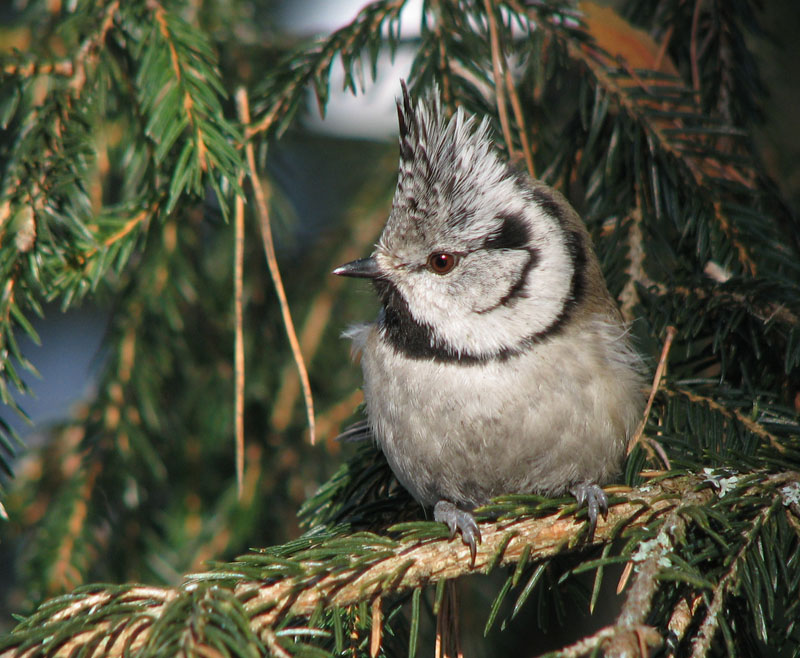 Crested Tit