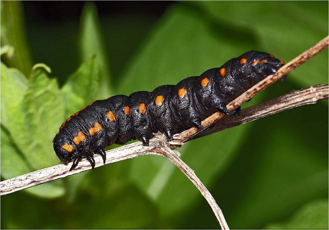 Cucullia lucifuga - Совка Капюшонница чертополоховая