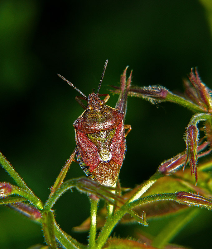 Клоп Щитник ягодный Dolycoris baccarum