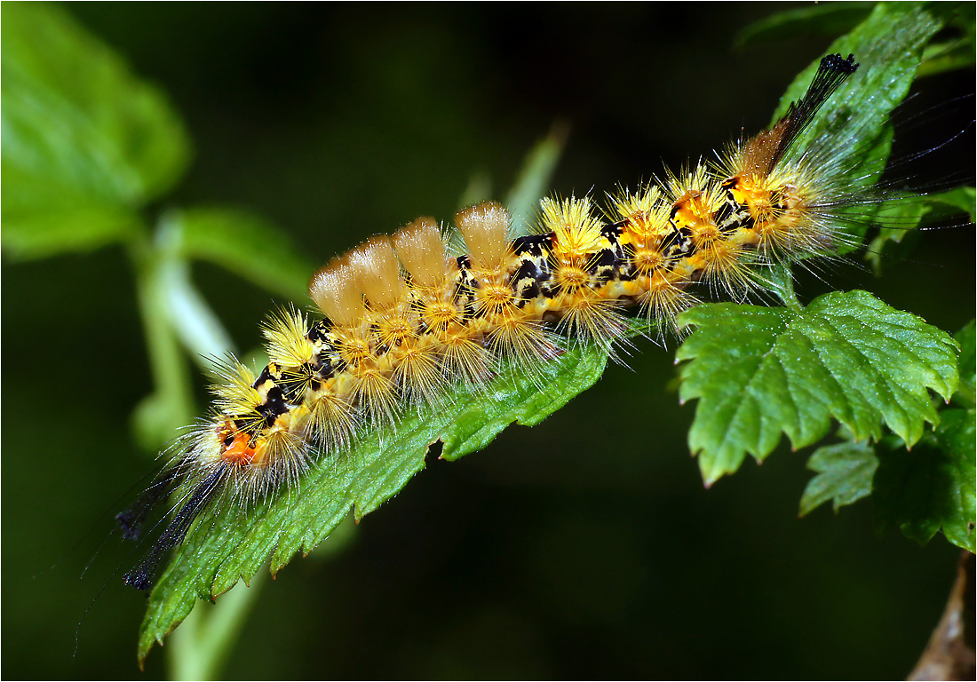 Orgyia antiqua - Кистехвост обыкновенный