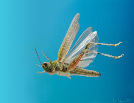 Прыжок кобылки