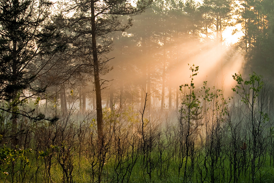 Morning Light