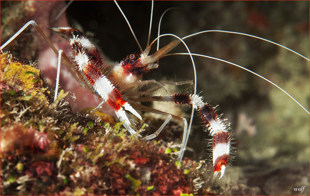 this is a coral prawn