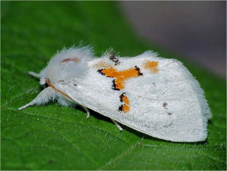 Leucodonta bicoloria - Хохлатка двухцветная