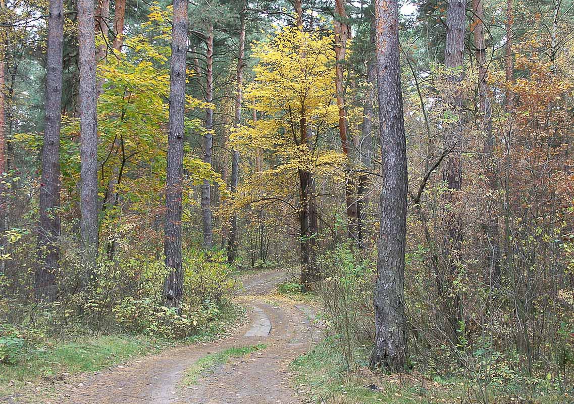 Лесными тропами