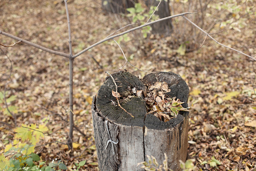 Пень с другом