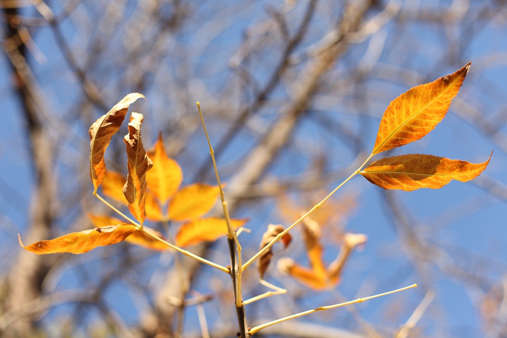 Lonley leaves