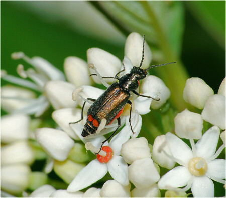 Malachius bipustulatus - Малашка двупятнистая