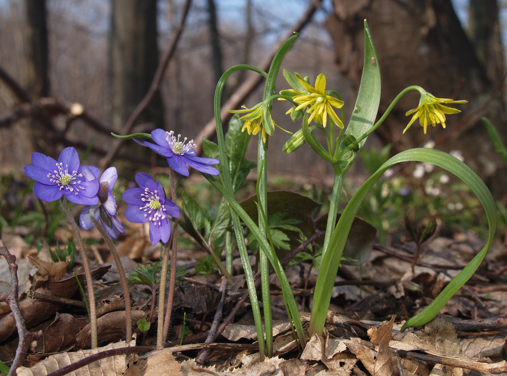 Snowdrops: blue &amp; yellow