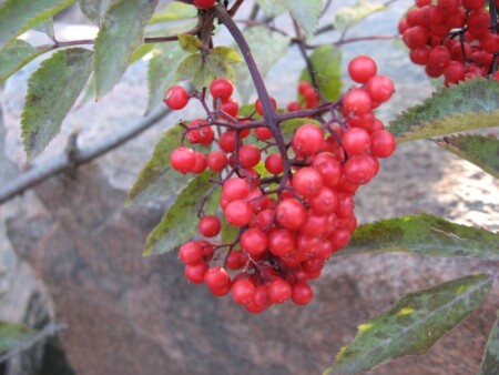 Калина красная