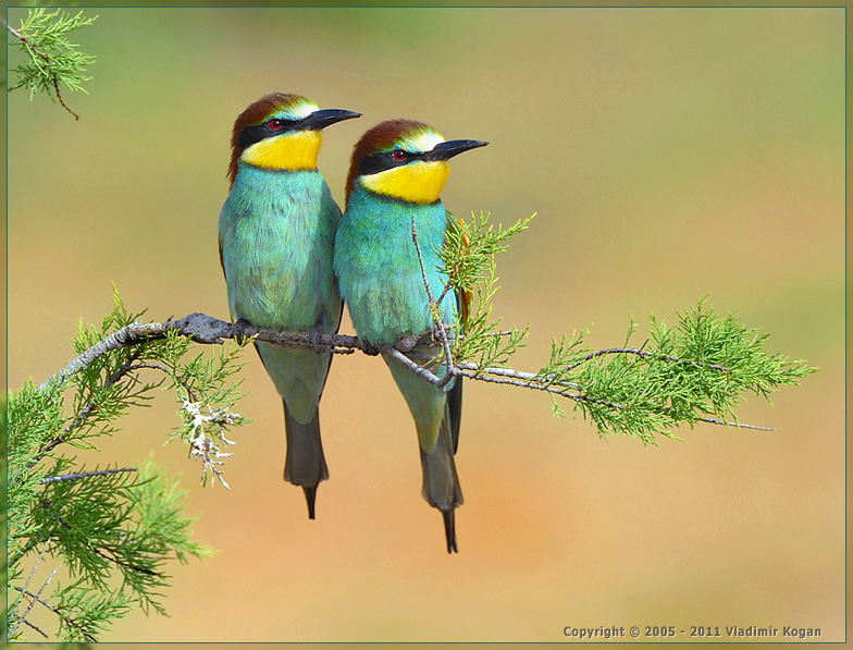 Bee-Eater: Главное смотреть в одном направлении