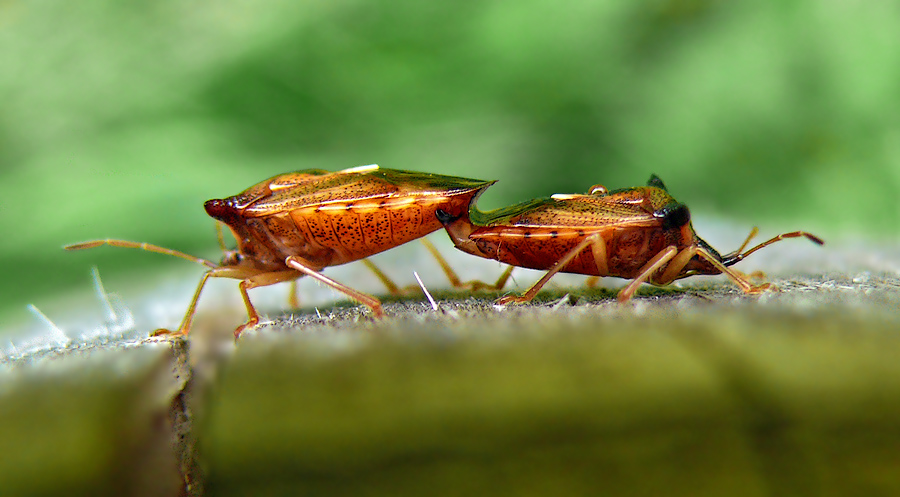 Щитники древесные Elasmucha ferrugata