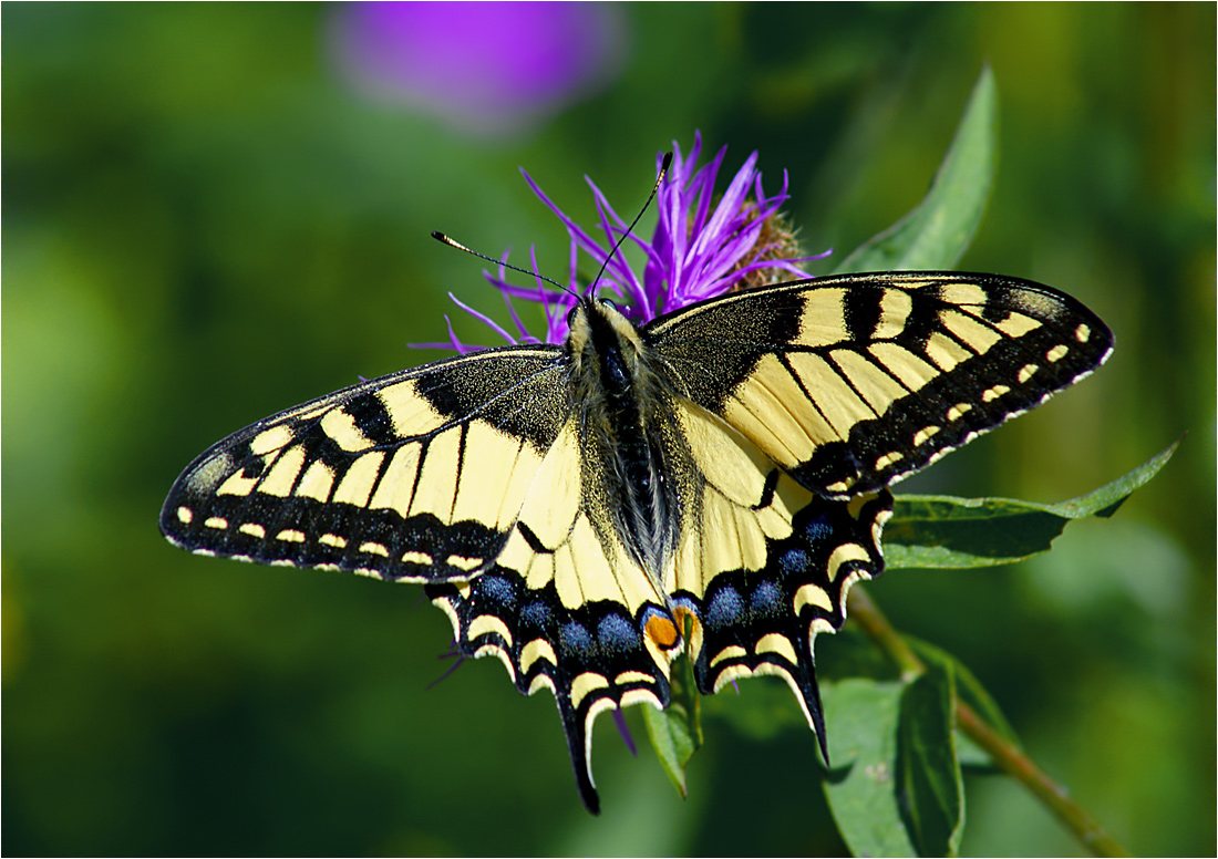 Papilio machaon - Махаон