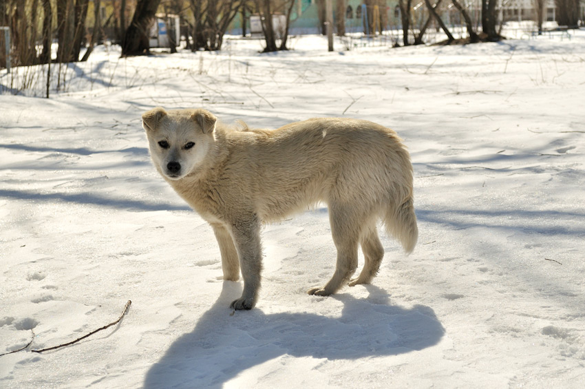 Белка