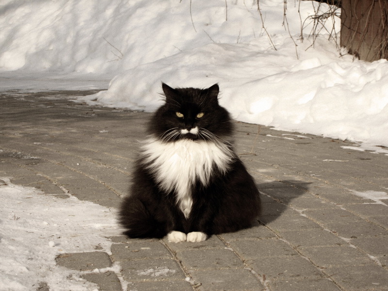 Котэ..
