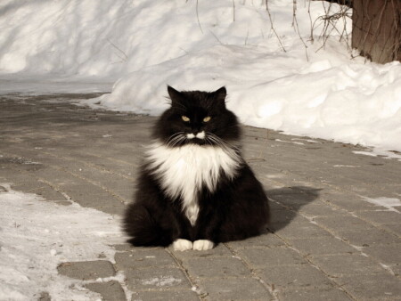 Котэ..