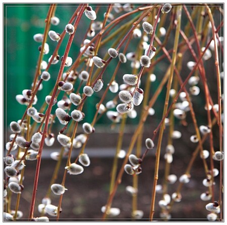 ива плакучая