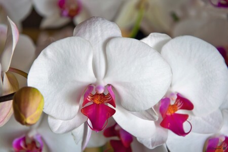 Орхидея_02