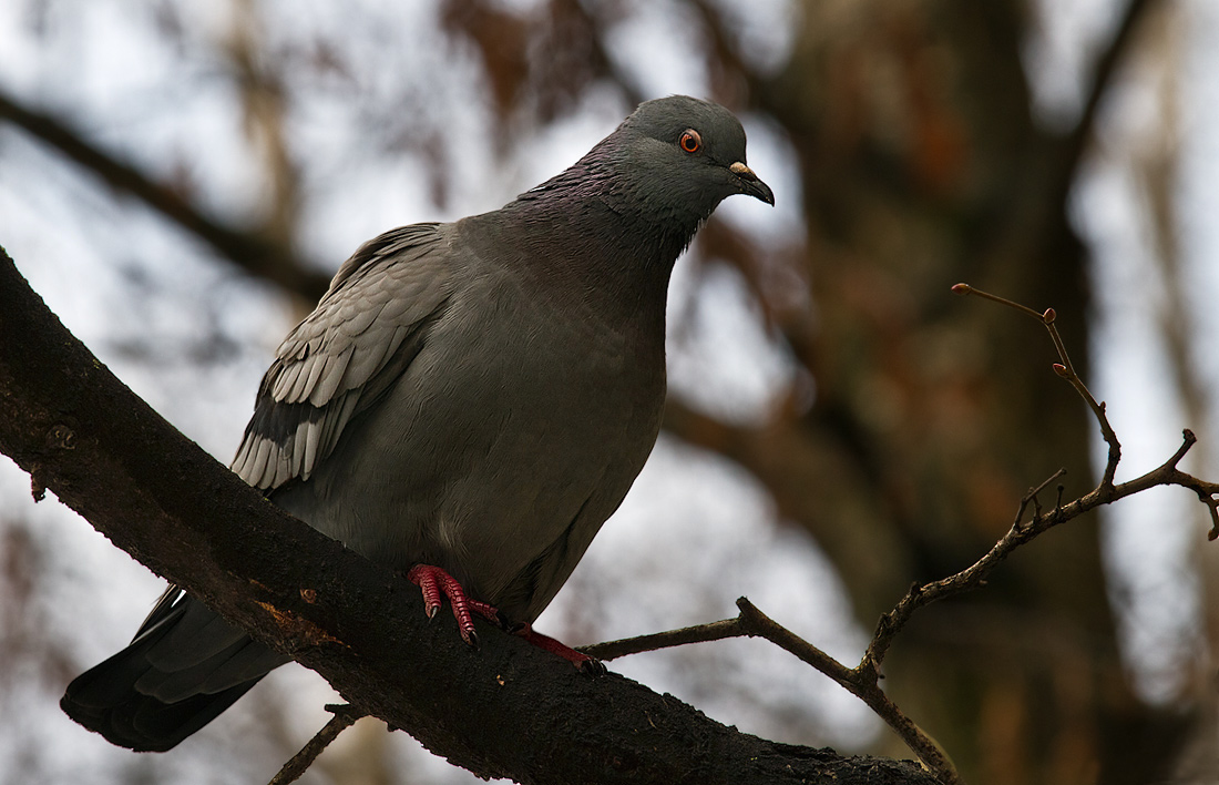 Columba livia